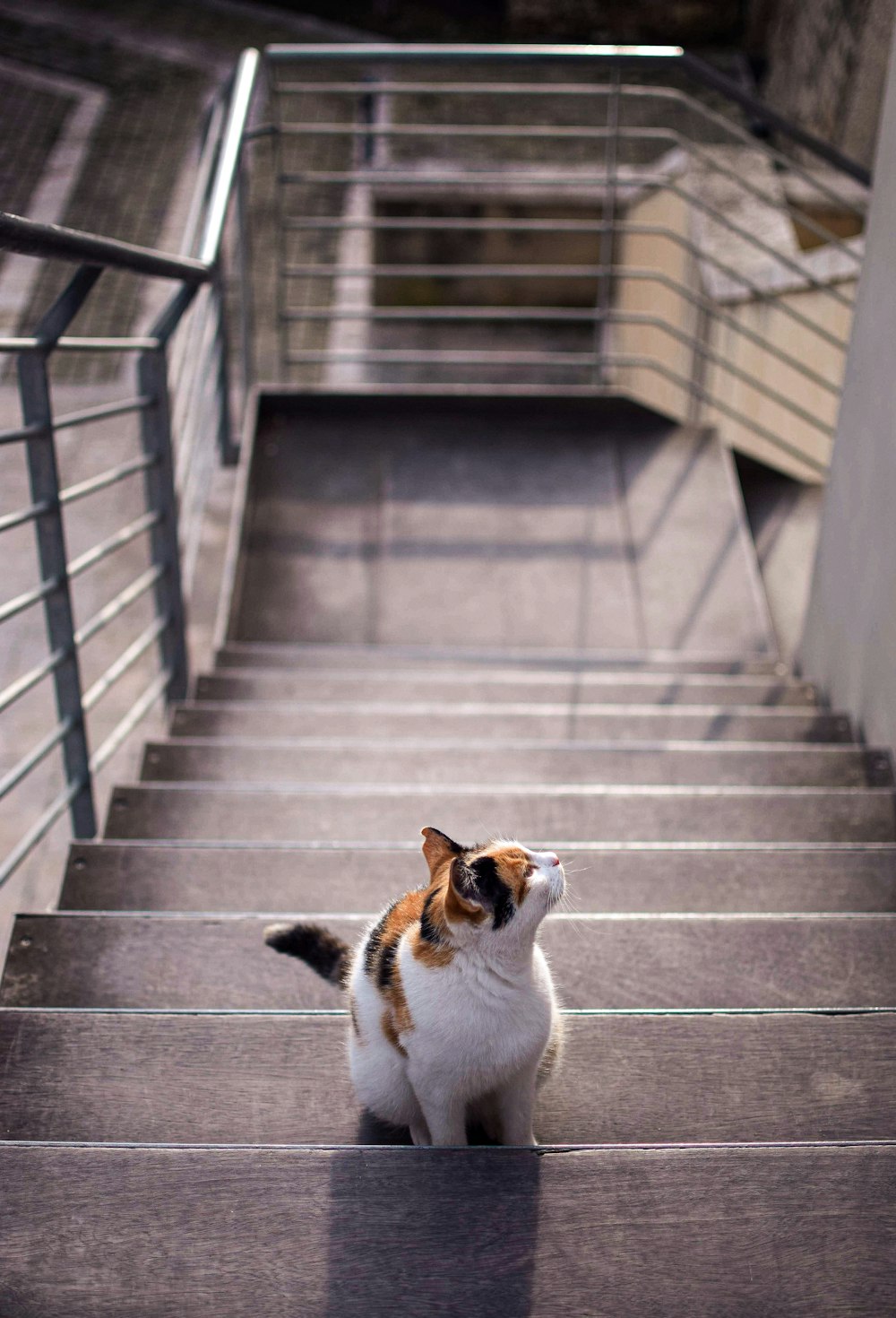calico cat on the stairs