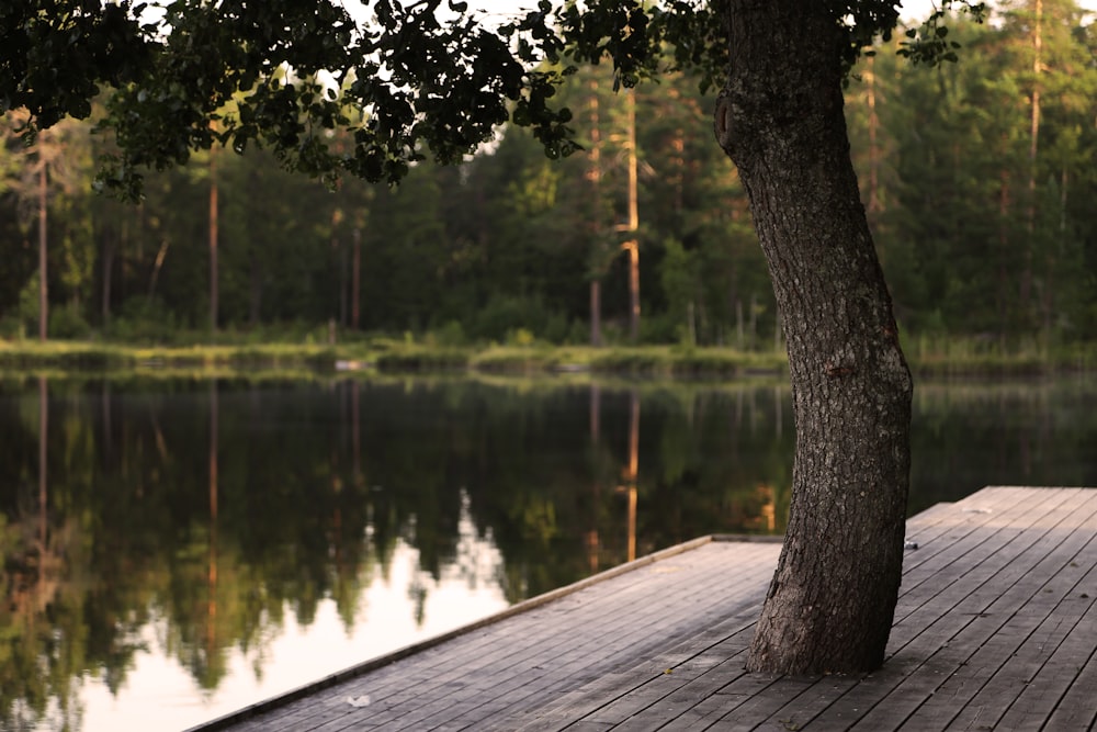 gray wooden dock near body of water surrounded with green trees