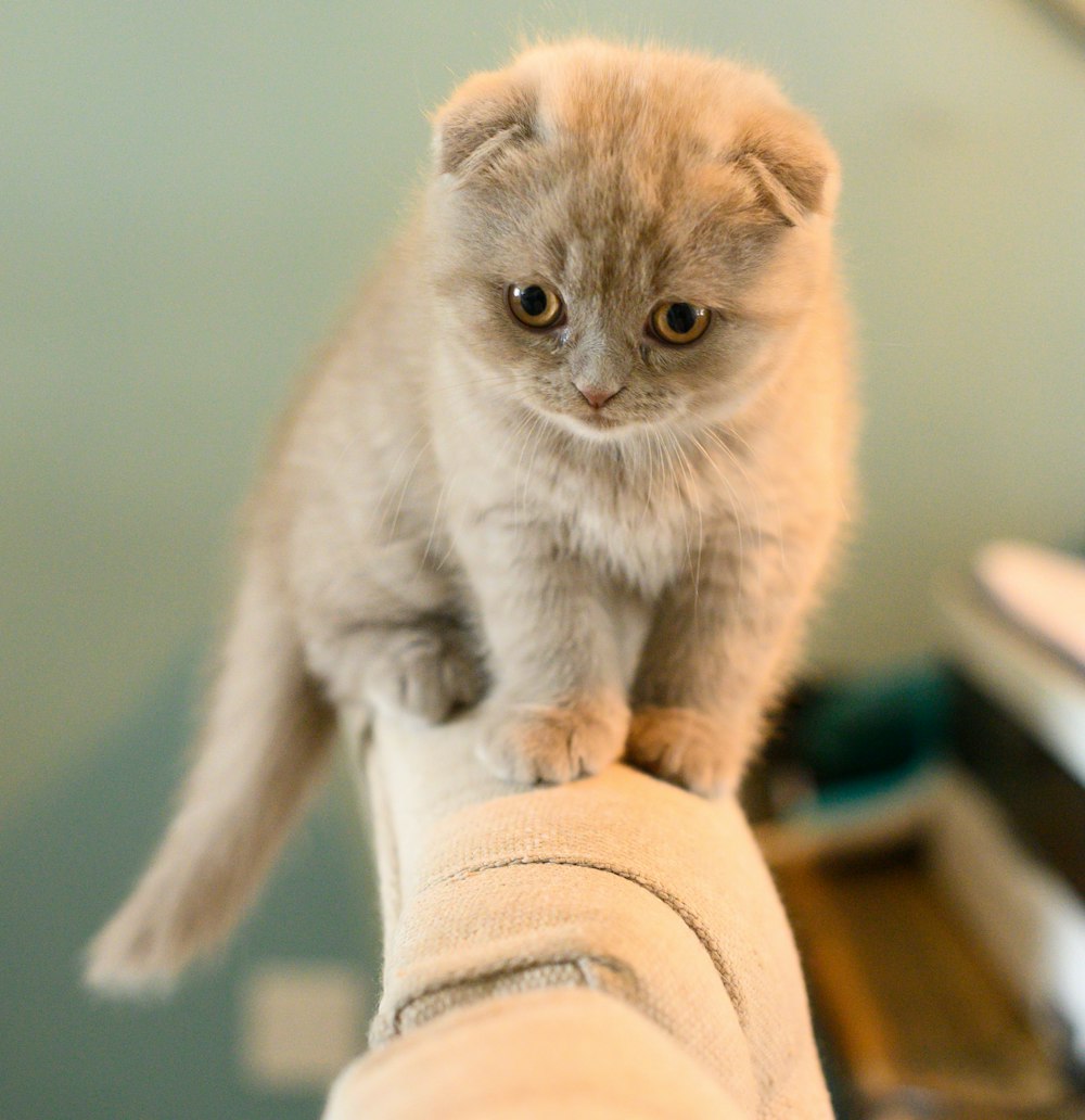 macro photography of white and brown cat on hand