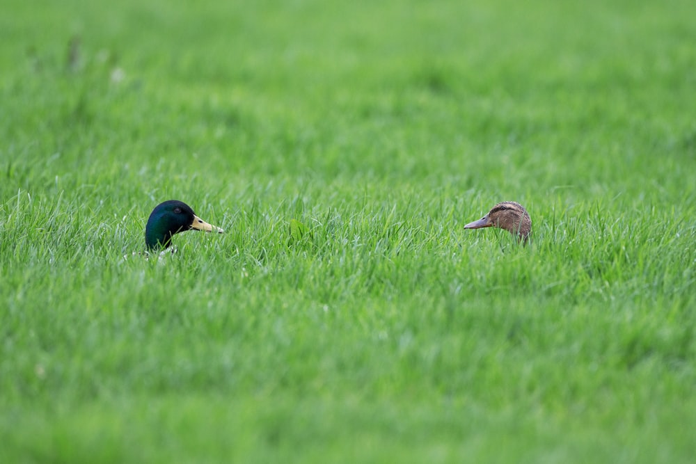 two blue and brown ducks in grass field in macro photography