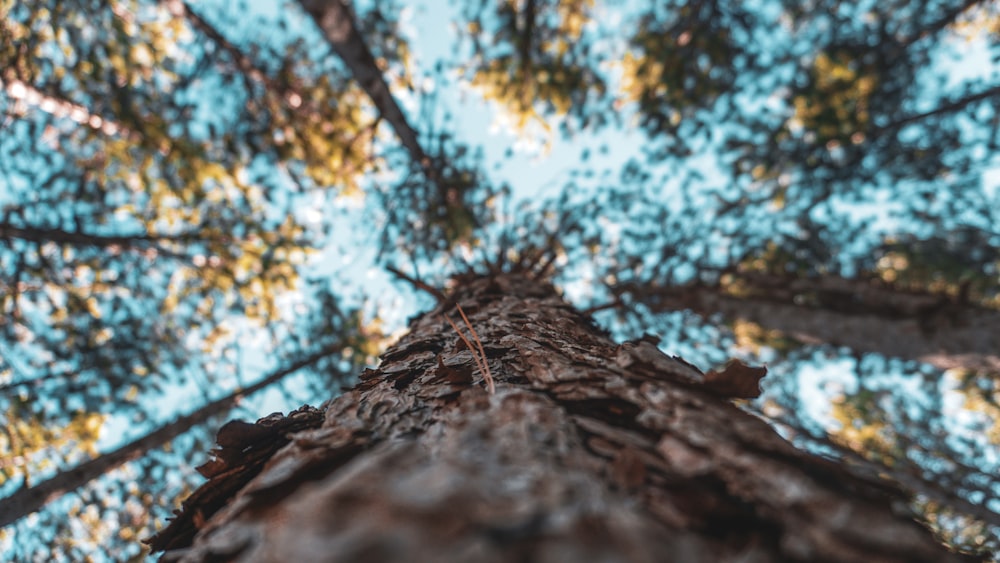 low angle photograph of tree