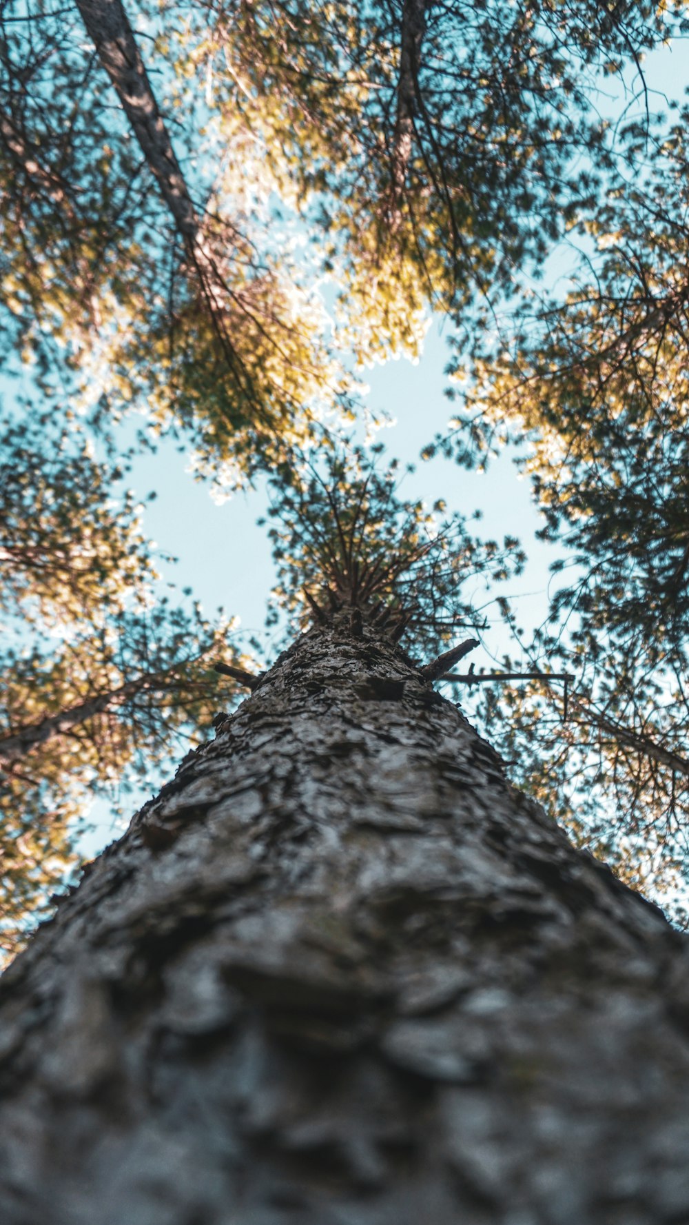 low angle photograph of forest trees