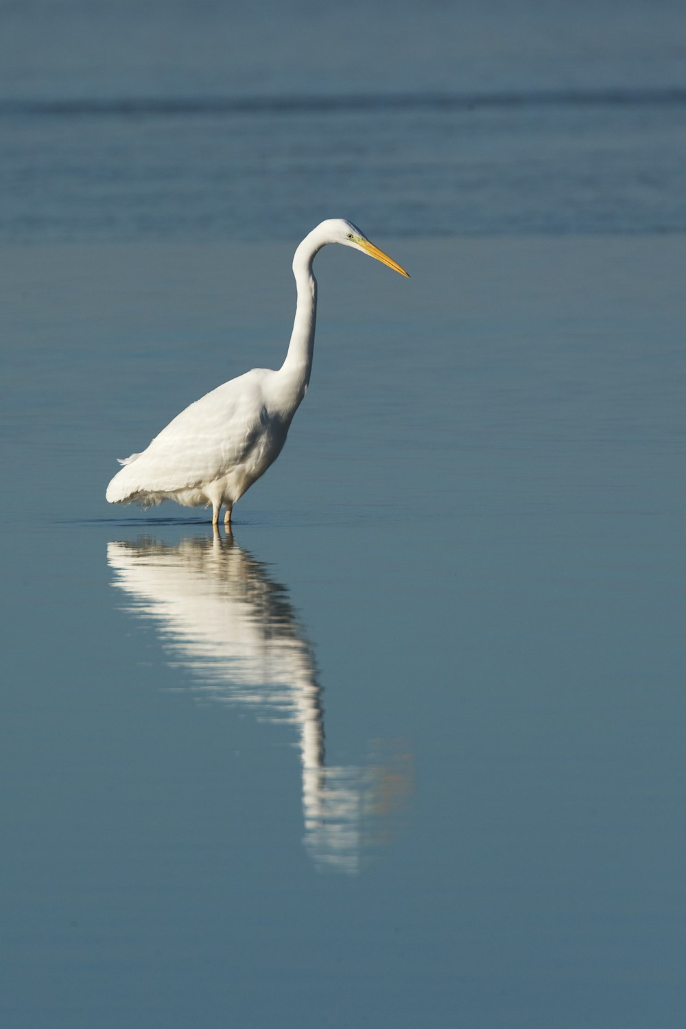 white great egret bird on body of water