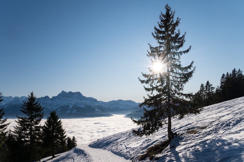 field and mountain covered with snow