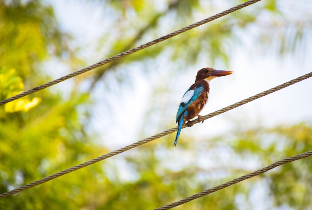 blue, black, and white long-beaked bird on cable wire