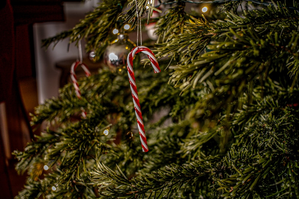 candy canes hanging on green Christmas tree