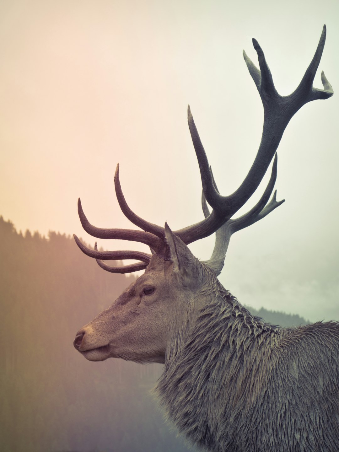  brown deer elk