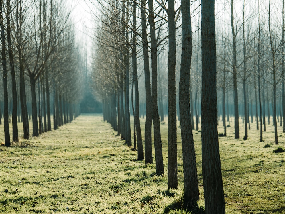 bare trees on grass field during day