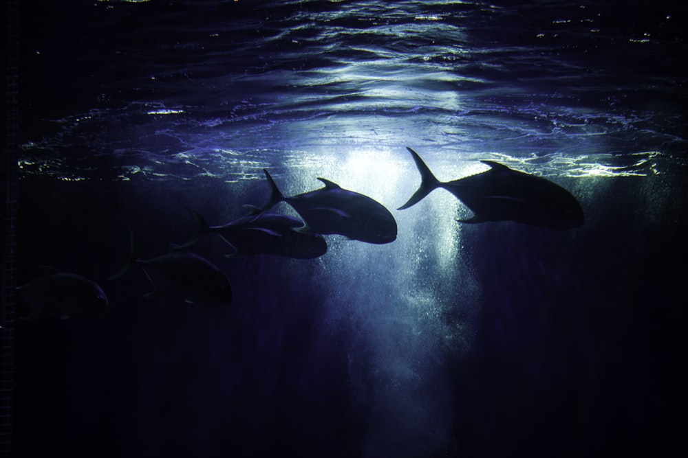 underwater photography of fish
