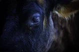 Close-up of a cow's gentle eye framed by soft sunlight.