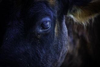 Close-up of a cow's face with expressive eyes, highlighting the animal's vitality.