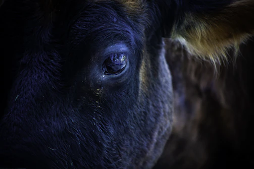 Close-up of a cow's gentle eye framed by soft sunlight.