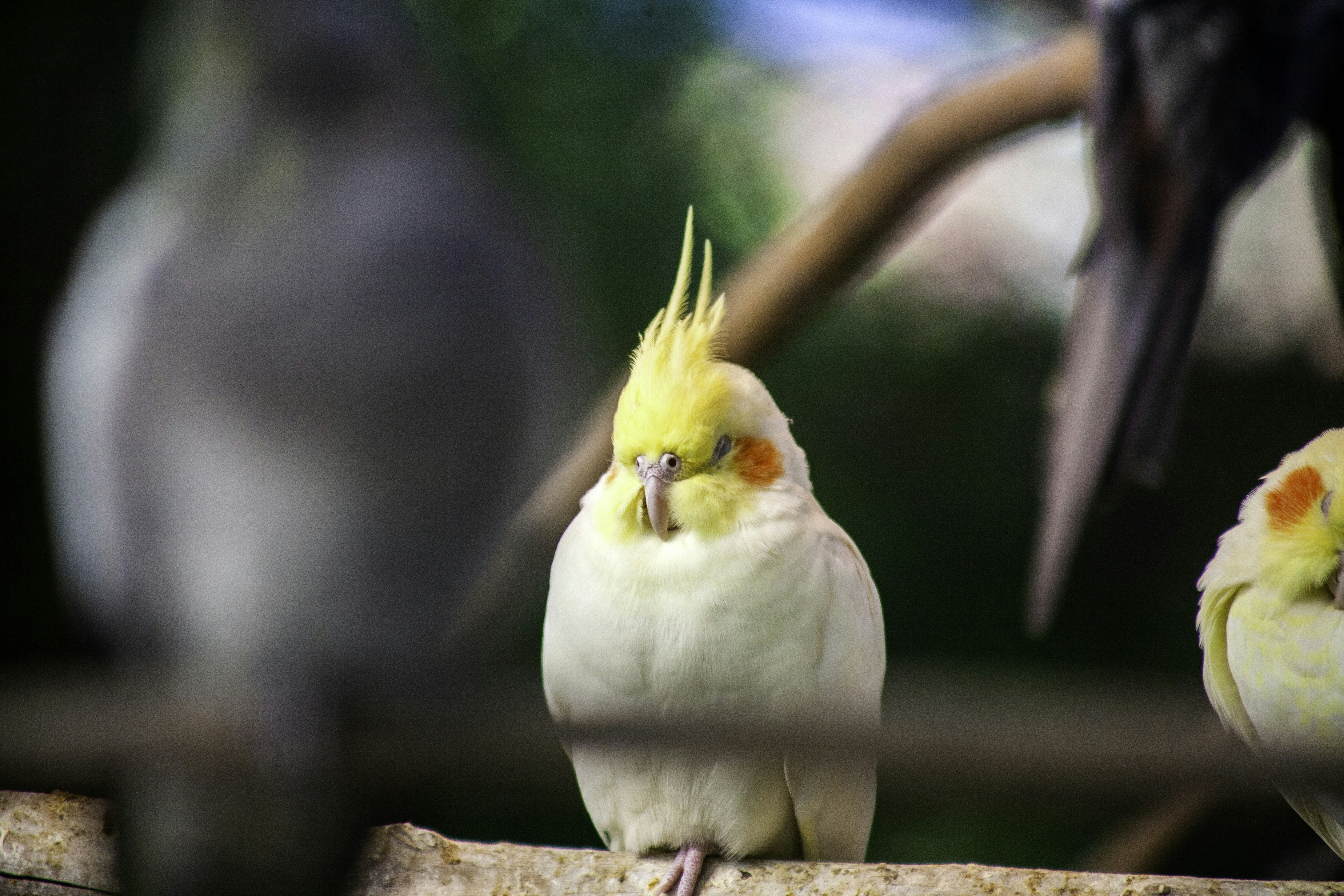 Yellow cockatiel perched on wooden branch, soft warm indoor light, clean bright airy background