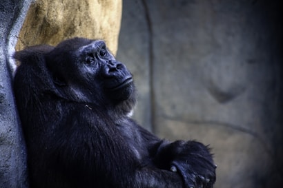 A gorilla is resting against a stone wall, appearing pensive with its arms crossed. The setting is dimly lit with muted colors, emphasizing the gorilla's expressive face and textured fur.