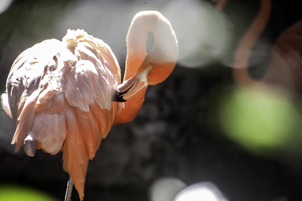 selective focus photography of pink flamingo during daytime
