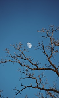 bare tree during daytime