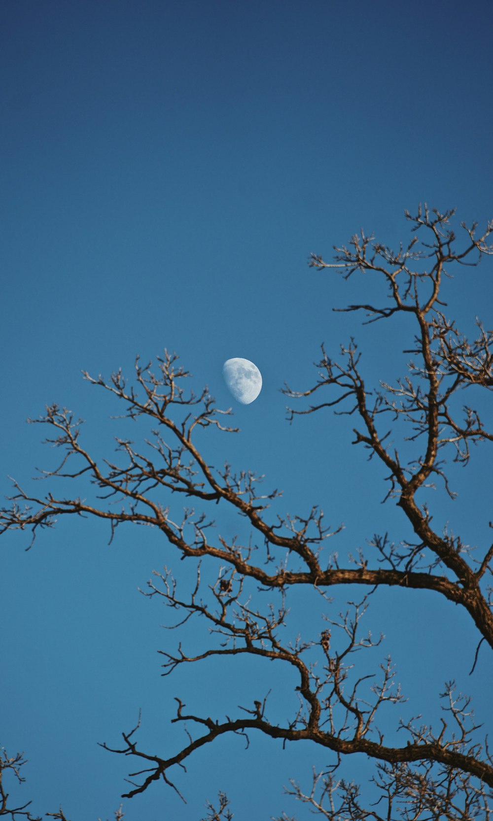 bare tree during daytime