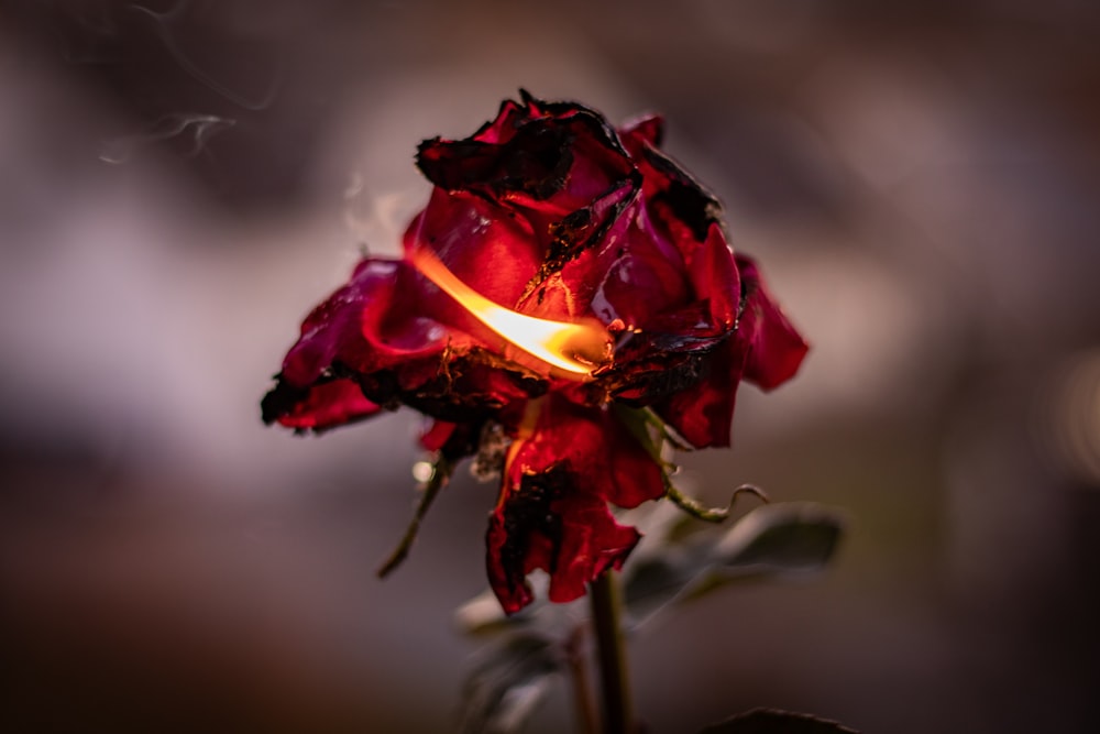 selective focus photography of burning red rose