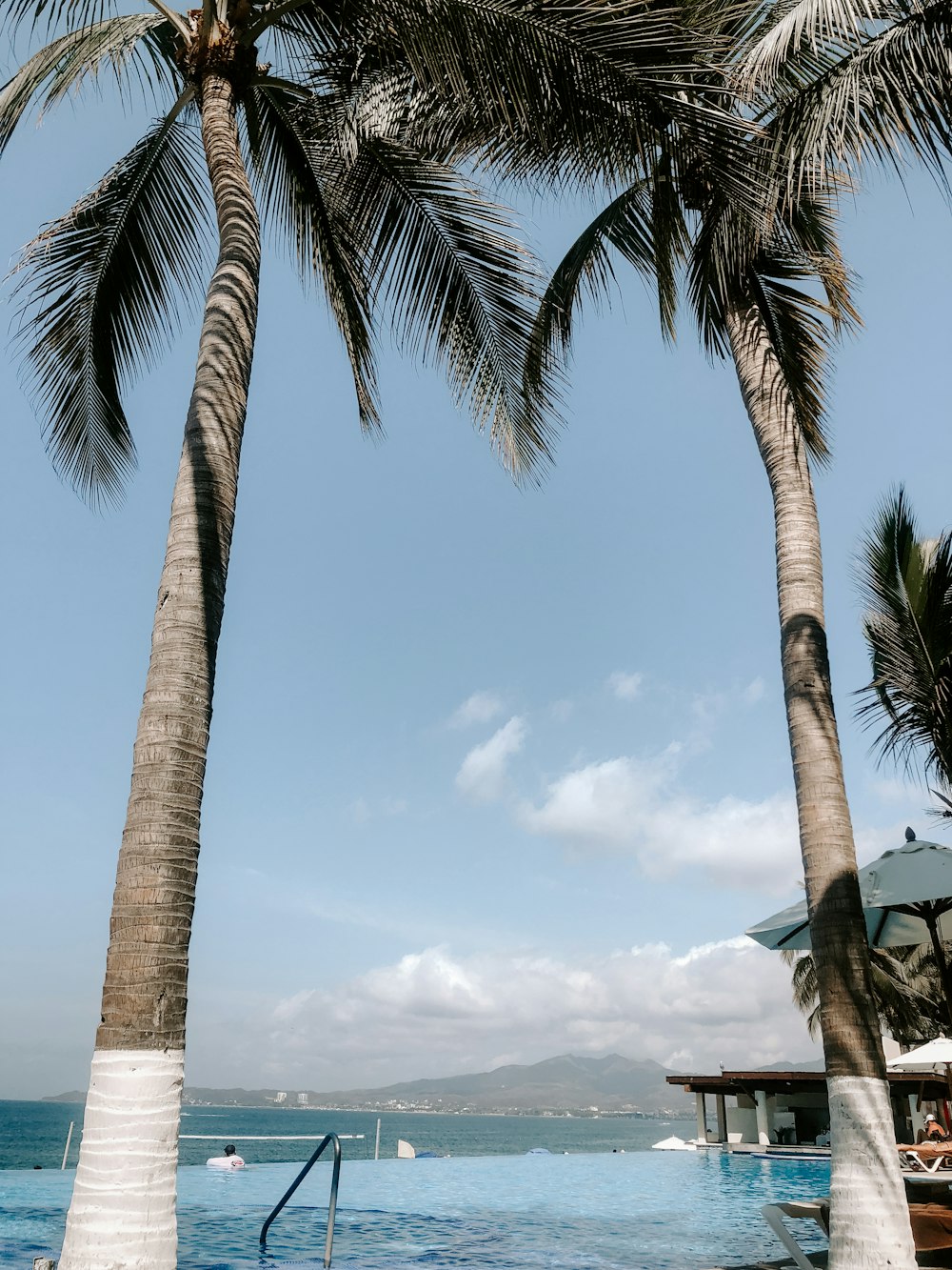 two brown coconut trees