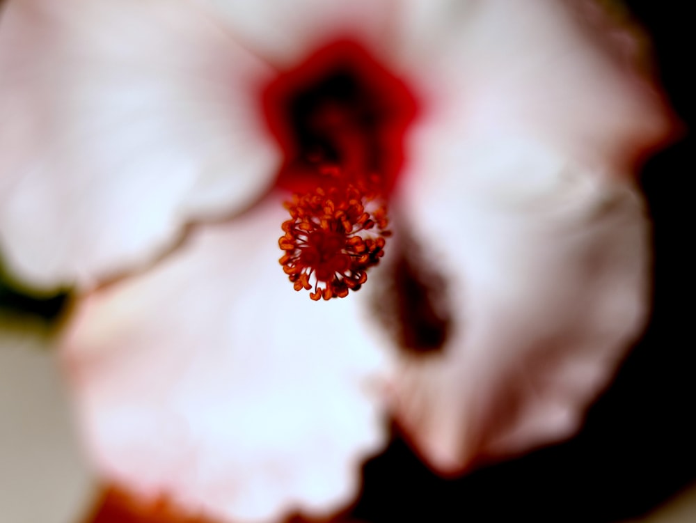 red and white hibiscus