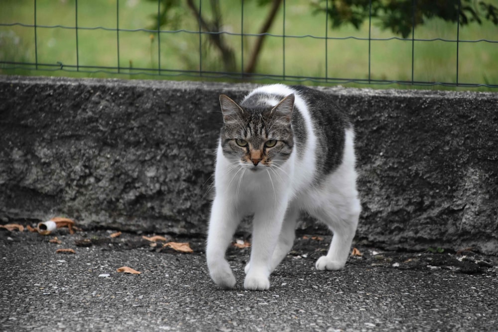 selective focus photography of white cat in front of fence