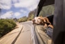 dog leaning his head on car window