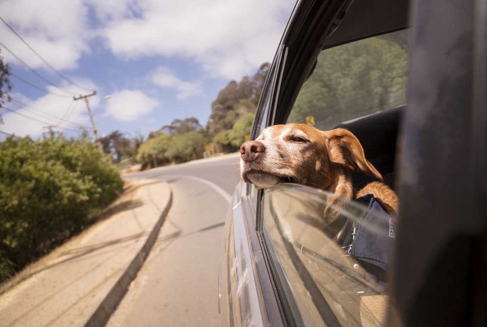 dog leaning his head on car window