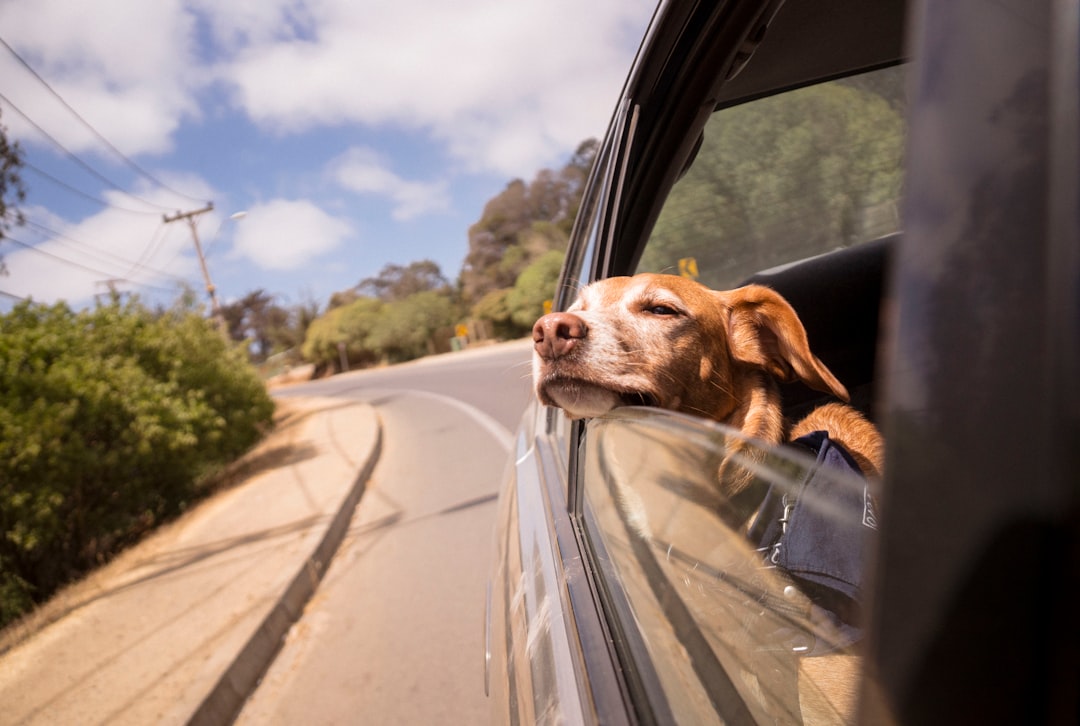 dog leaning his head on car window