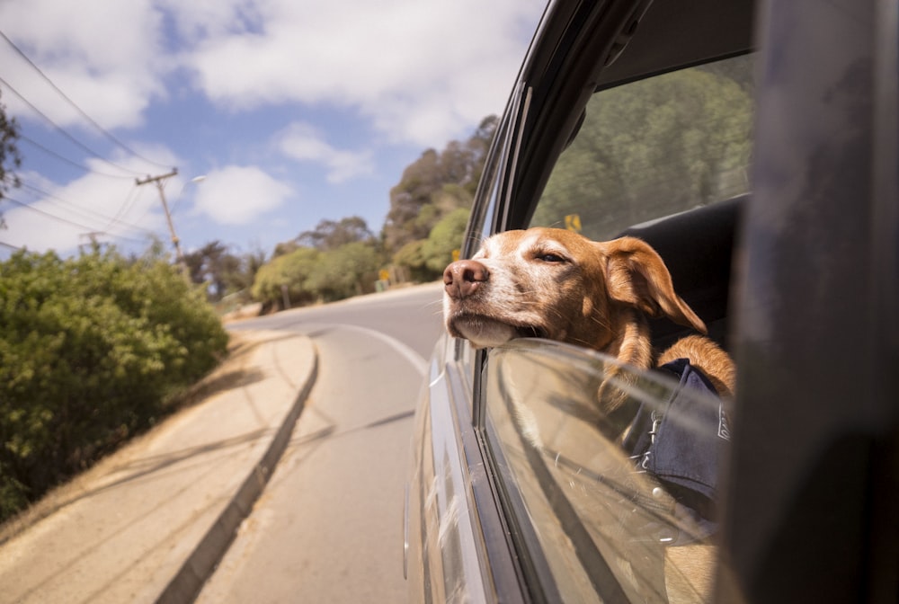 車の窓に頭をもたれかける犬