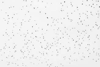 a large group of birds flying in the sky