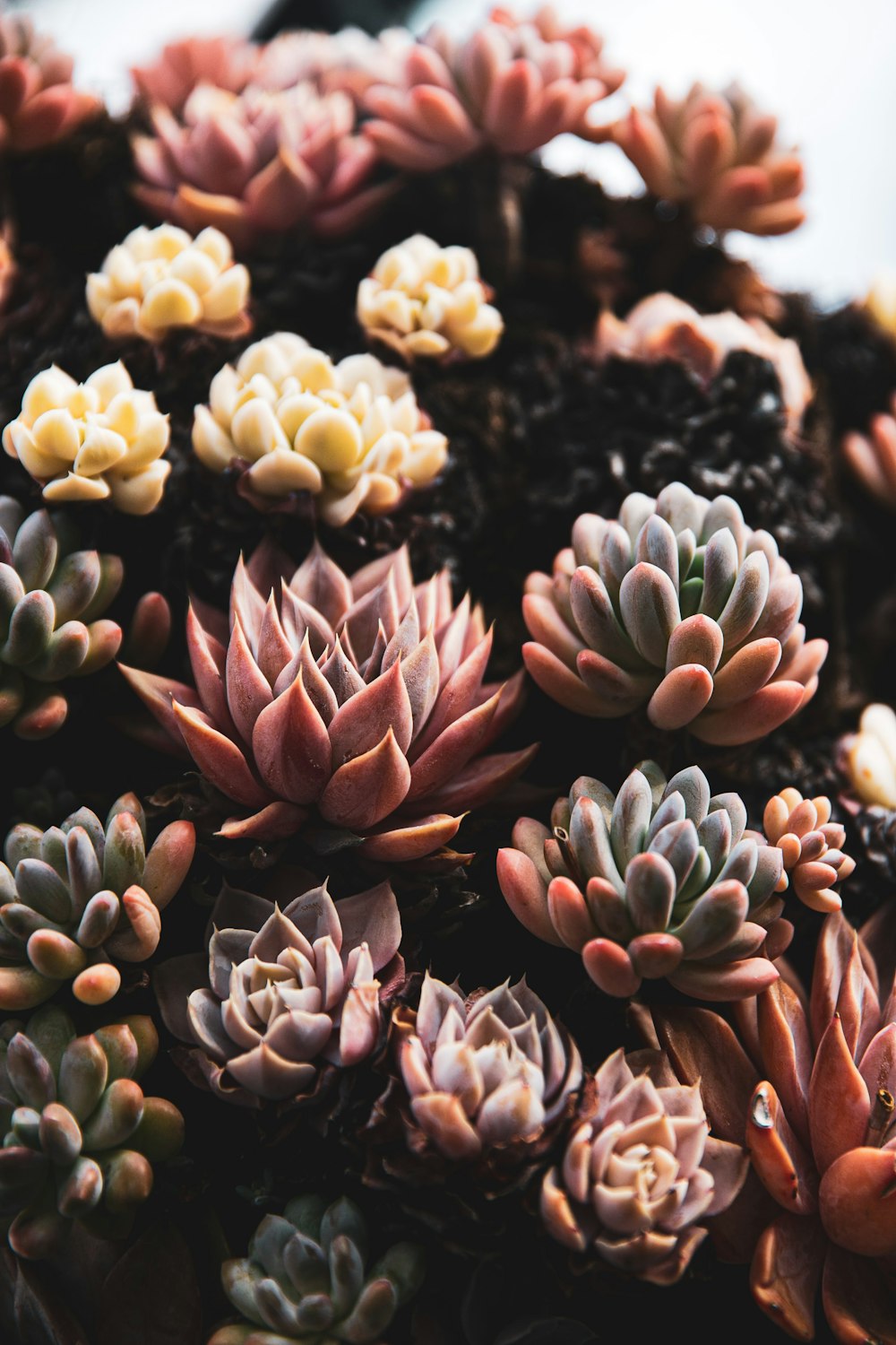 close view of succulents