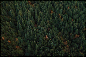 green forest during daytime