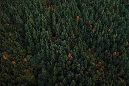 green forest during daytime