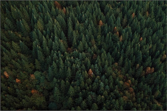 green forest during daytime in Piatra Craiului Romania