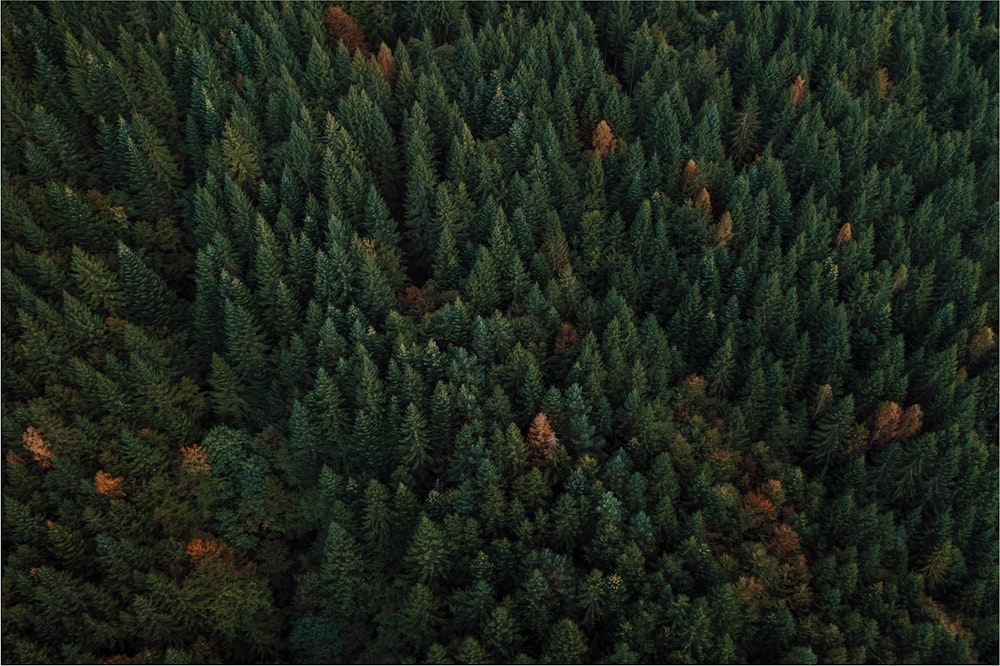 Grüner Wald tagsüber