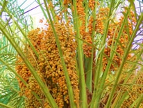 Clusters of ripe, orange-brown dates hang from a palm tree with long green fronds. The dense bunches of dates create a vibrant and lush scene, indicating an abundant harvest.