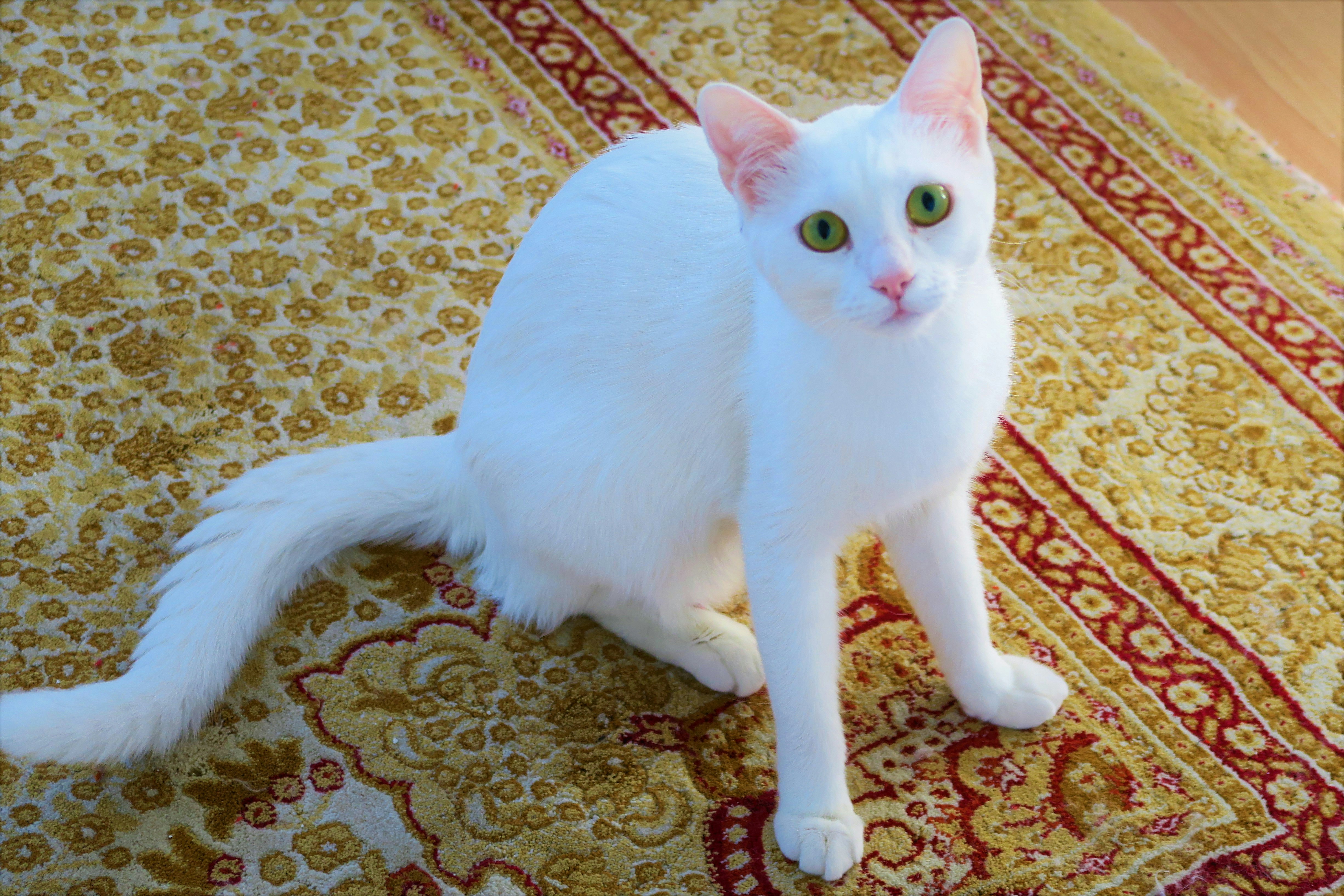 Arabian Mau: The Desert Jewel (image credits: unsplash)