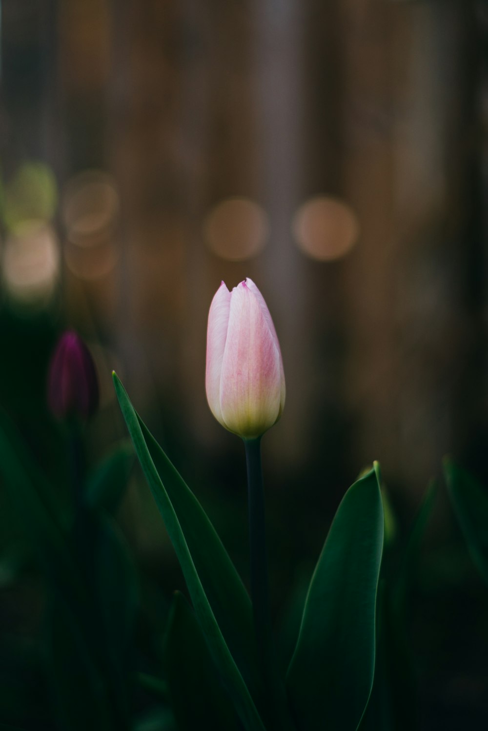 pink tulip