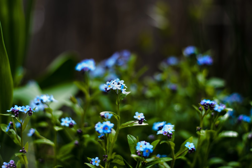 blue-petaled flowers