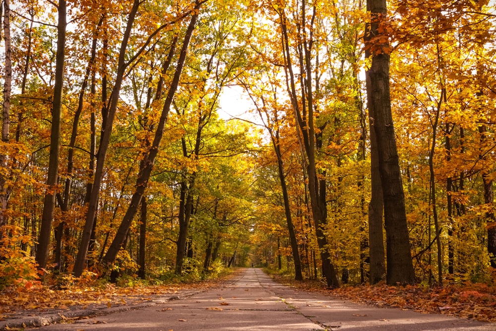 road in forest