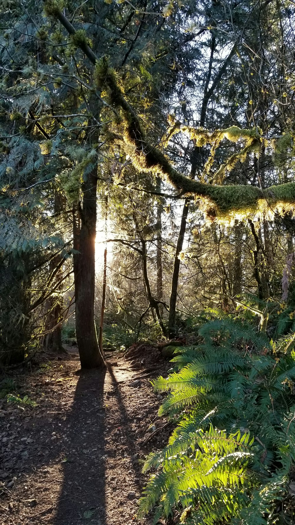 sun rays coming through tall trees