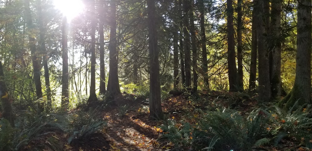 sun rays coming through tall trees