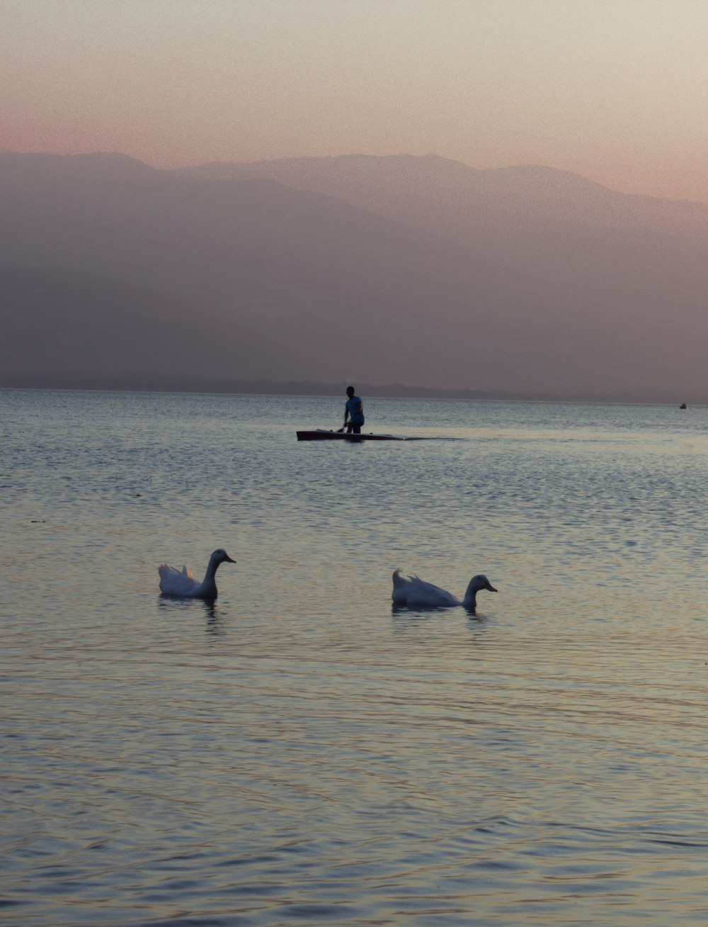 Enten, die in der Nähe einer Person an Bord schwimmen, die tagsüber auf dem Meer schwimmen