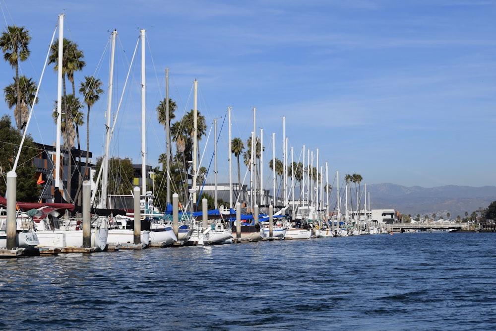 yachts beside palm trees