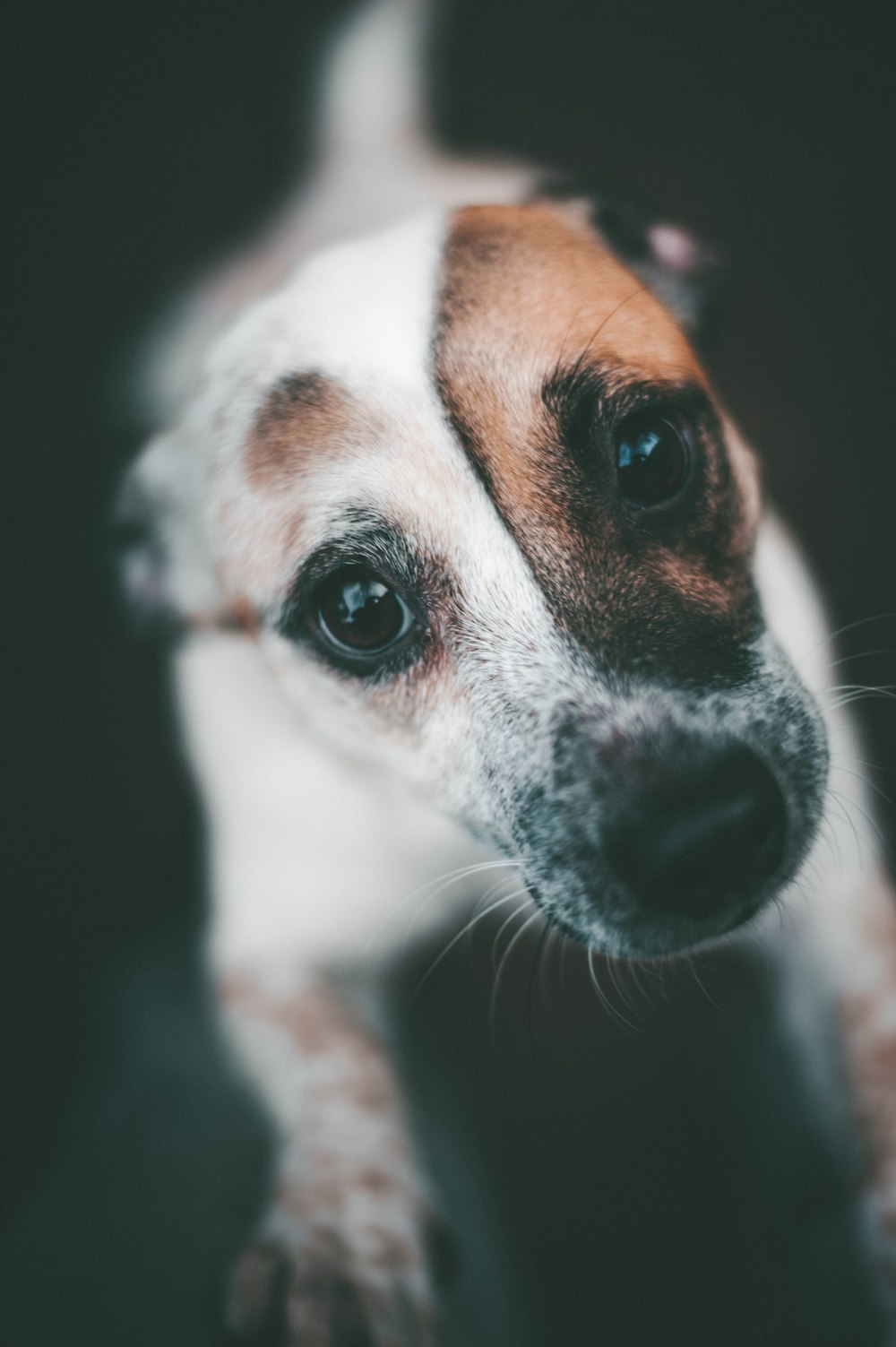 close view of short-coated white and brown puppy