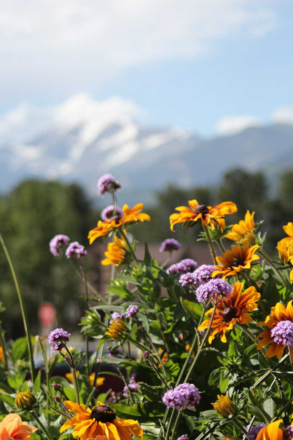 yellow and purple-petaled flowers