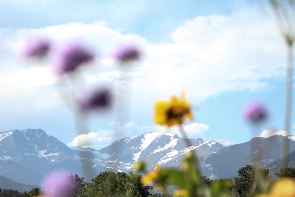 yellow and purple-petaled flowers