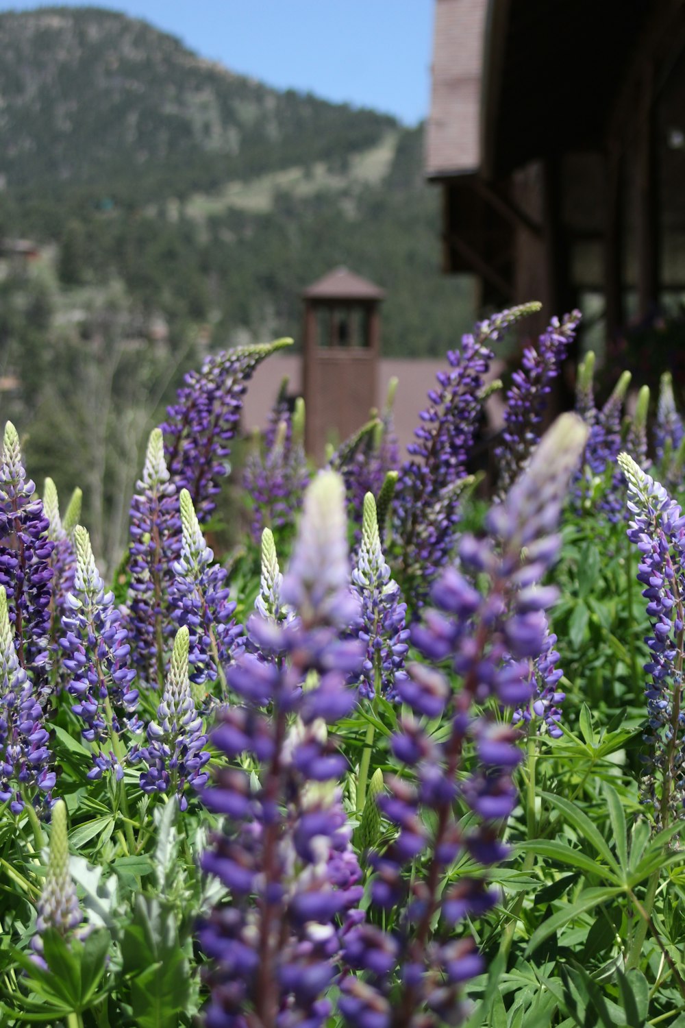 purple-petaled flowers