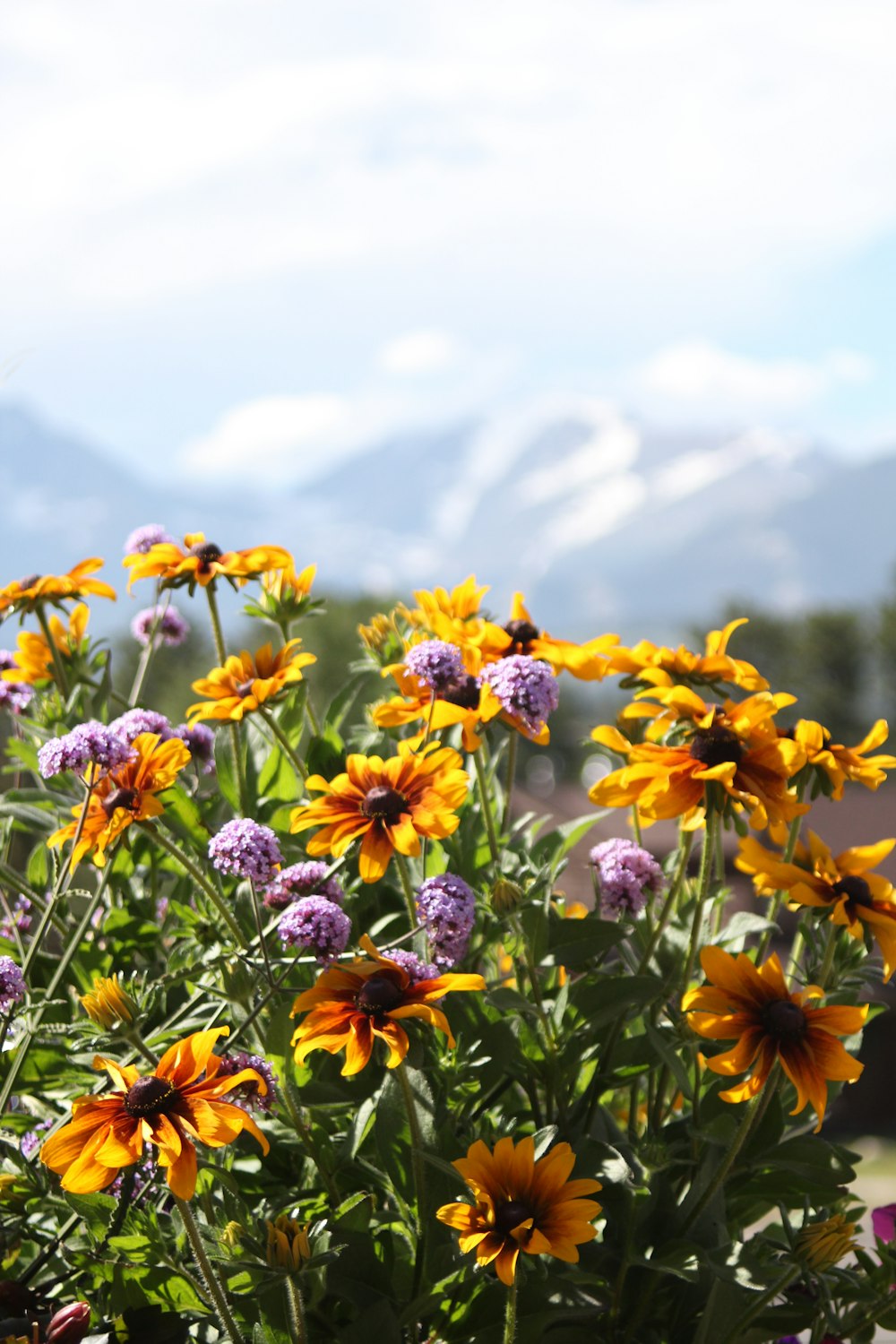 yellow flowers