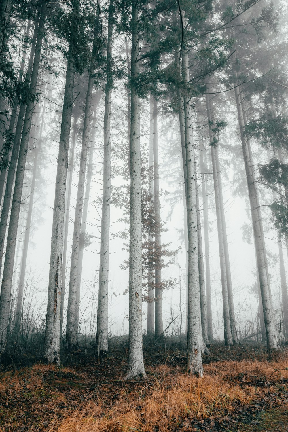 tall green-leafed trees